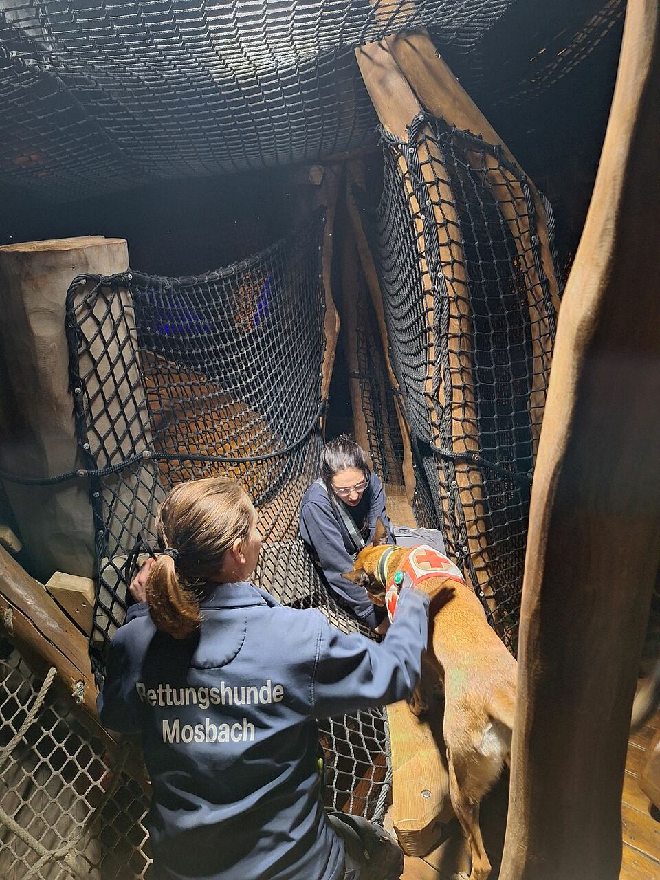 Rettungshund im Training