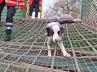 Rettungshund im Europapark